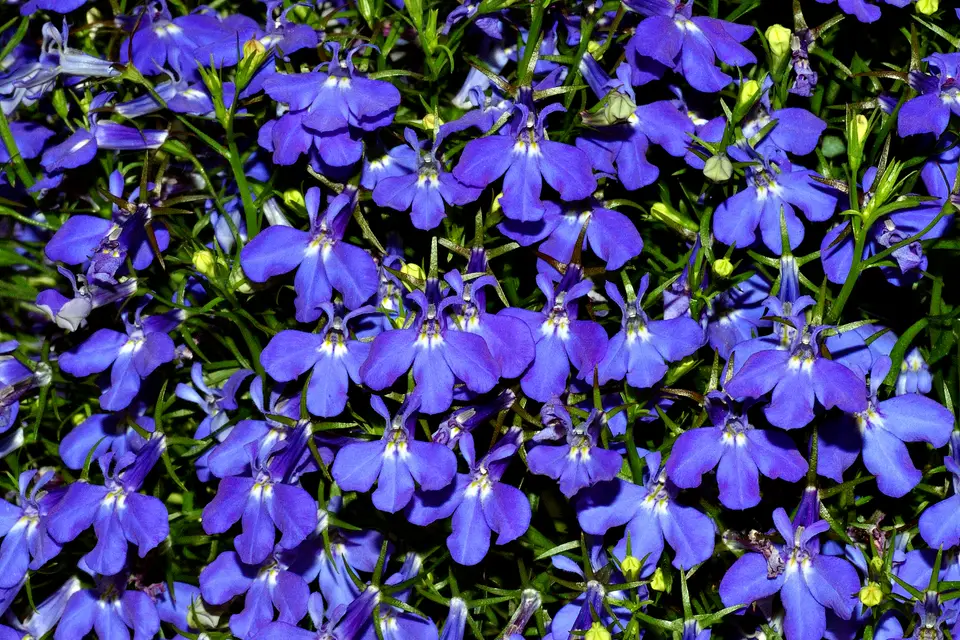 Lobelia