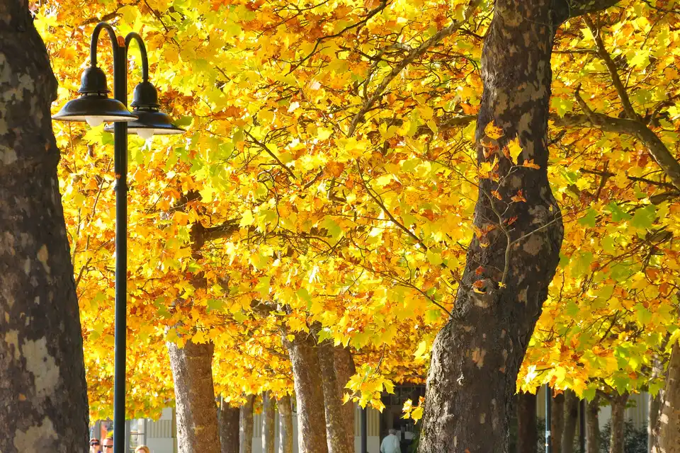 London Planetree