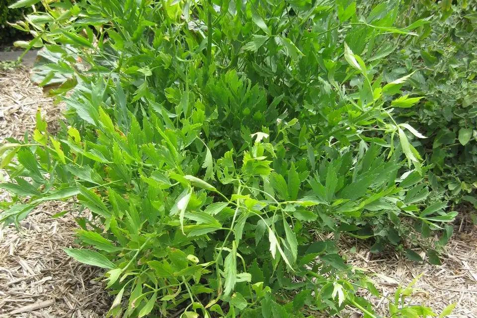 Lovage