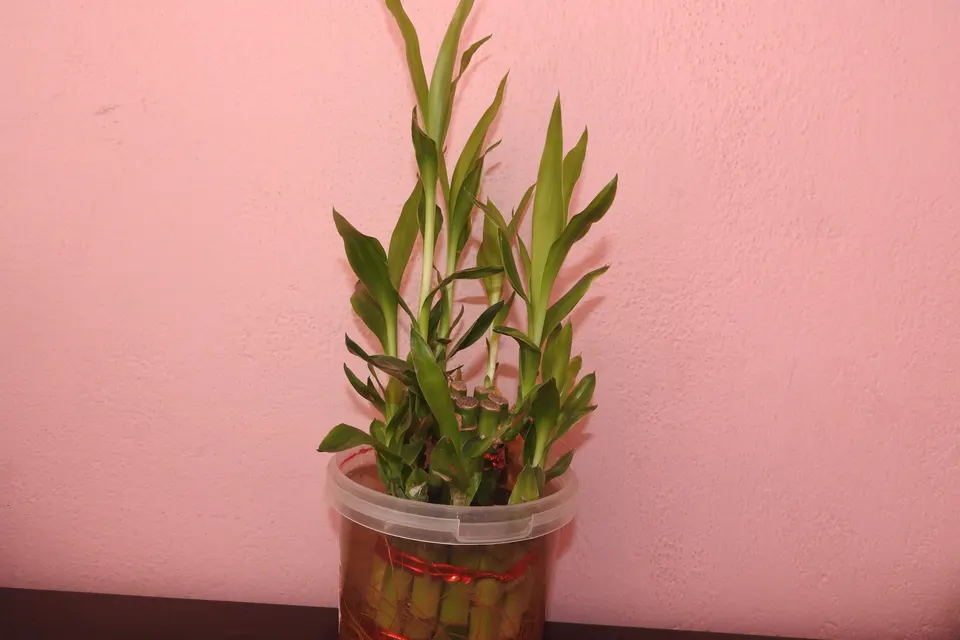 Lucky Bamboo