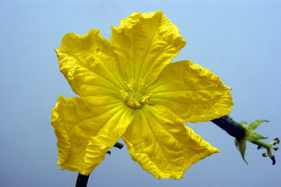 Luffa Gourd