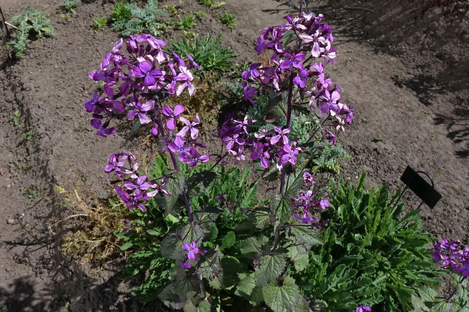 Honesty (Lunaria)