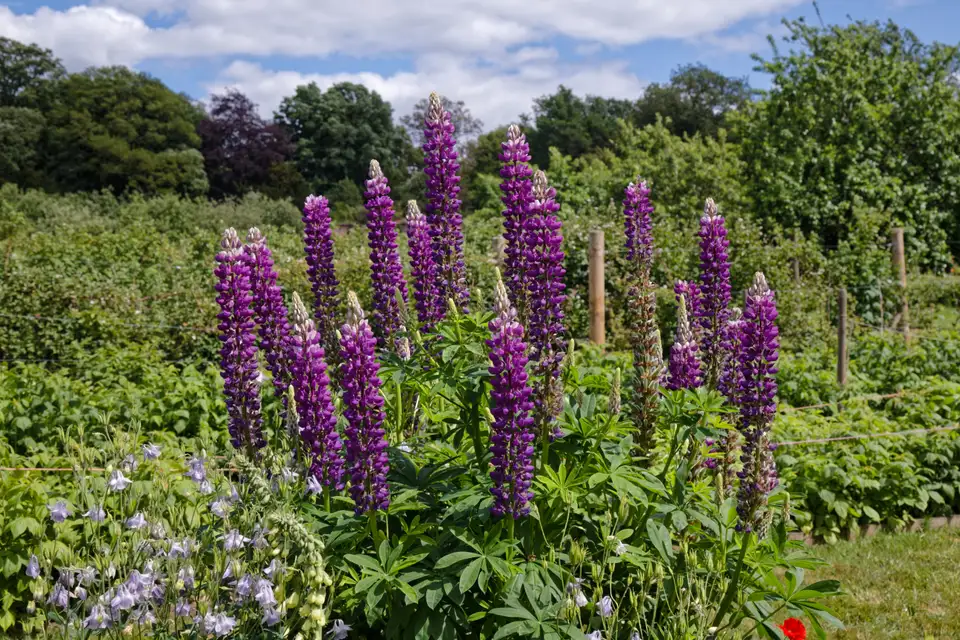 Lupine