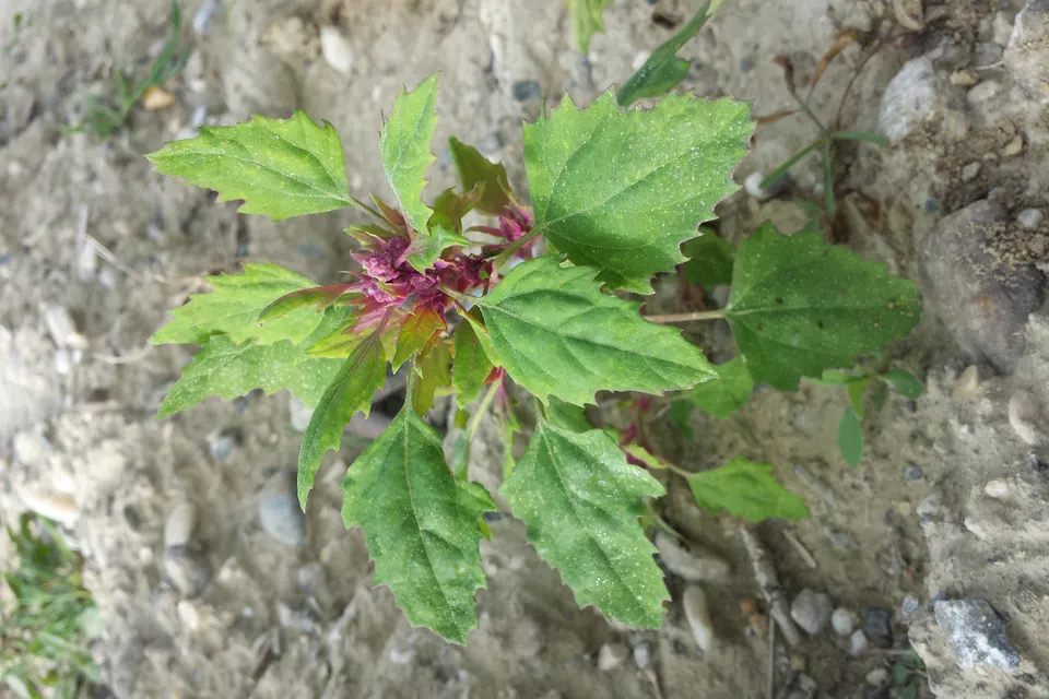 Magenta Spreen