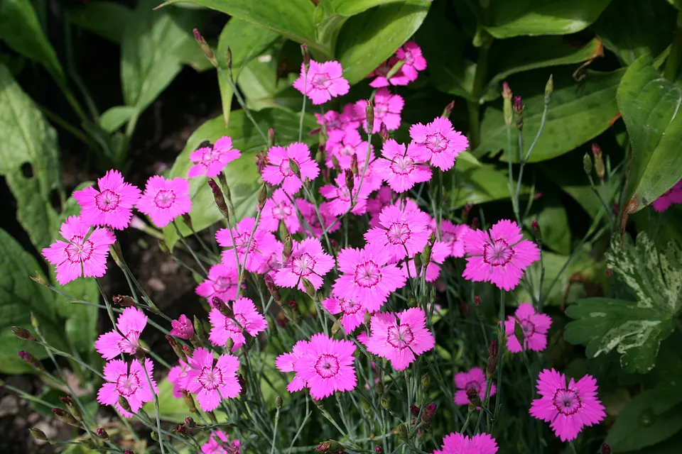 Maiden Pinks