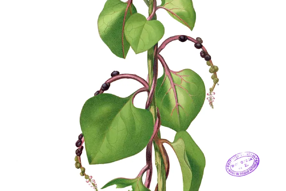 Malabar Spinach