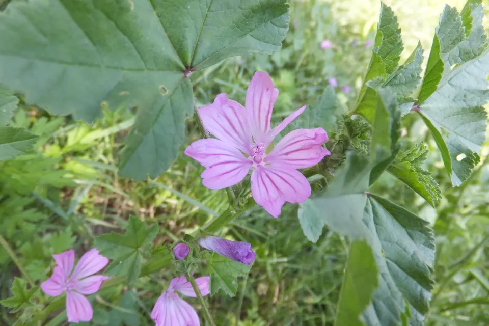 Mallow (High Mallow)
