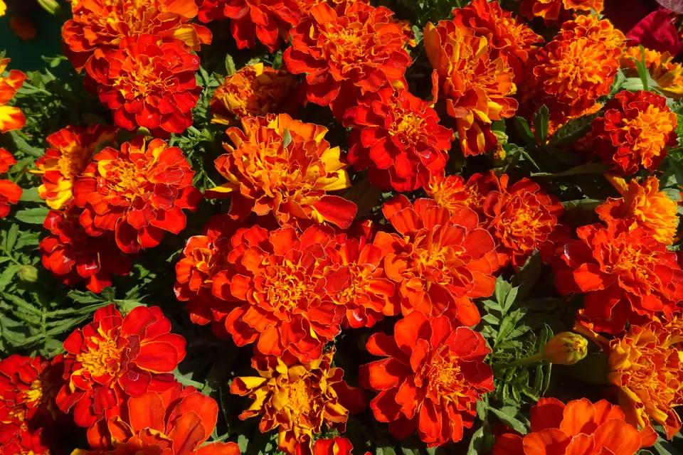 Marigold