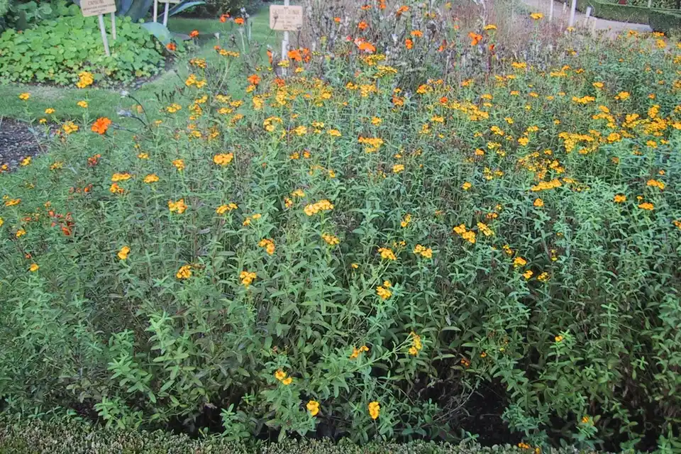 Mexican Mint Marigold