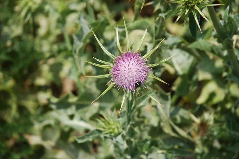 Milk Thistle