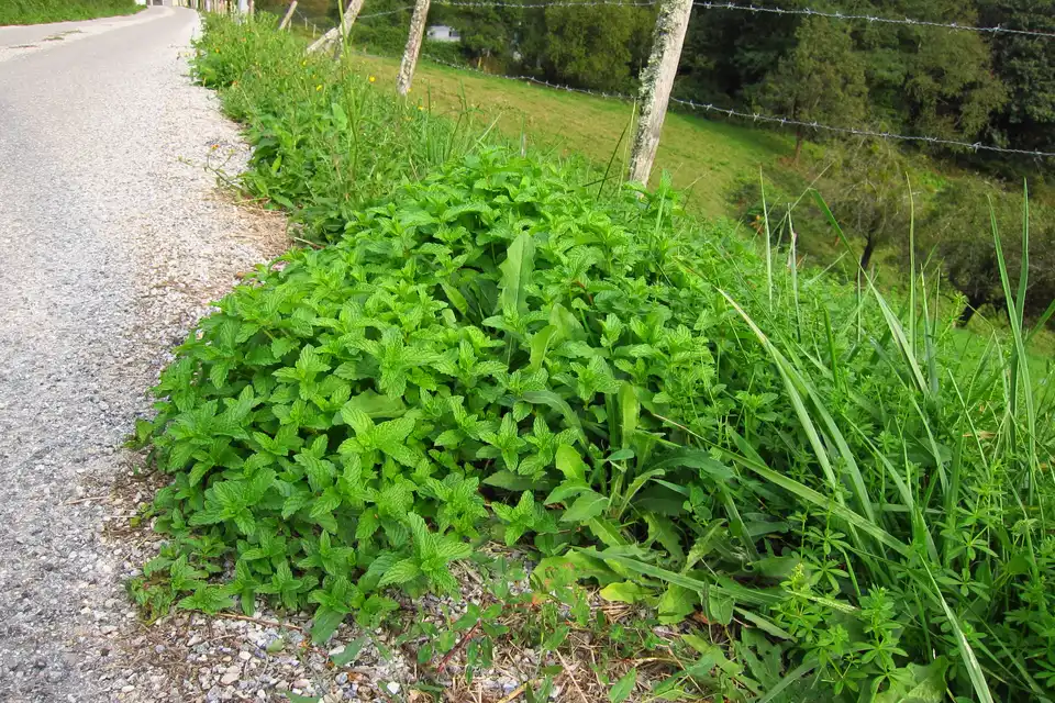 Mint (Spearmint)