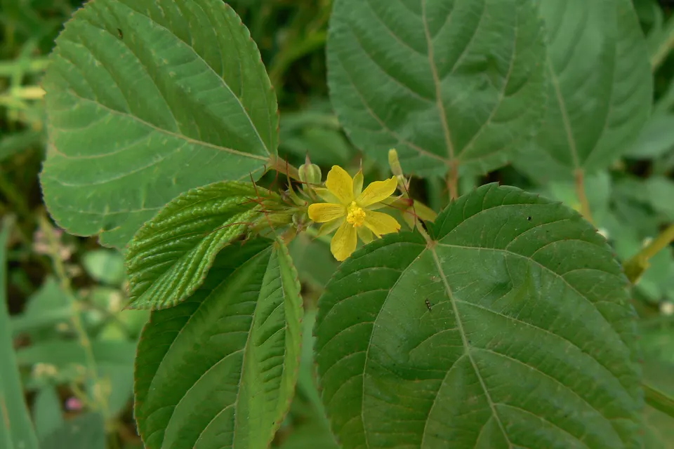 Molokhia (Egyptian Spinach)