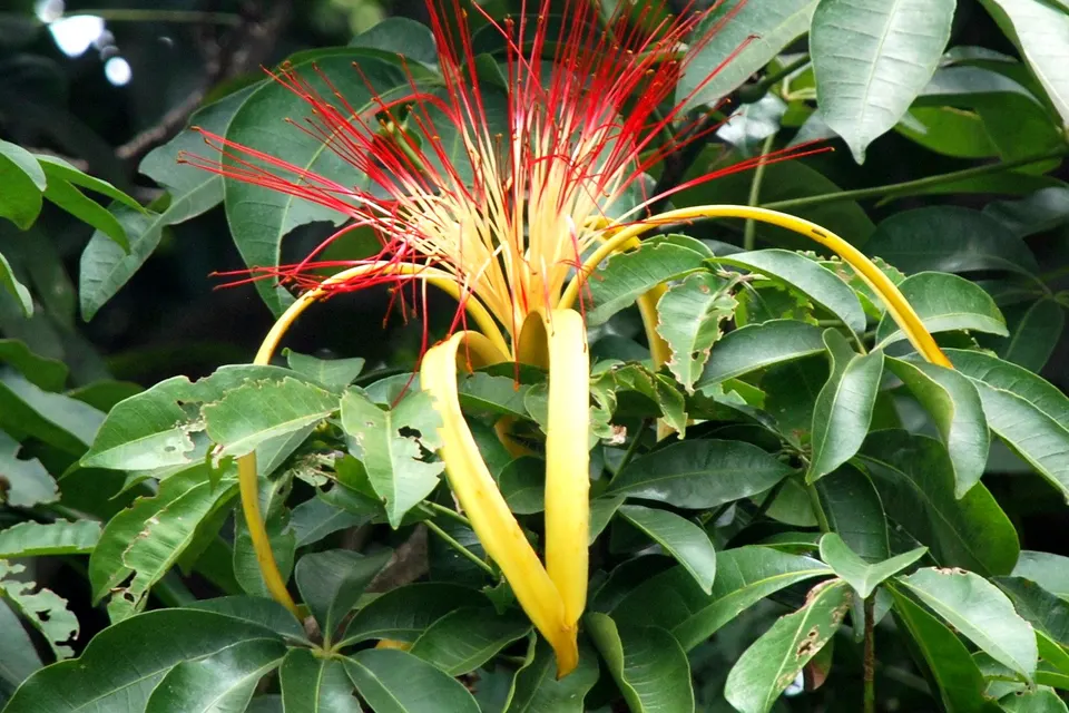 Money Tree