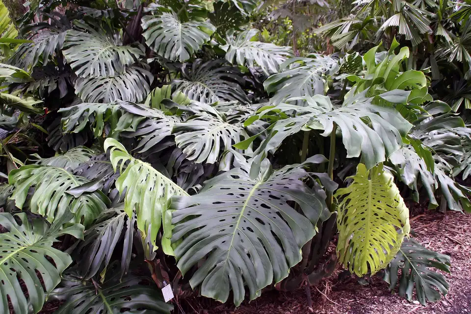 Monstera