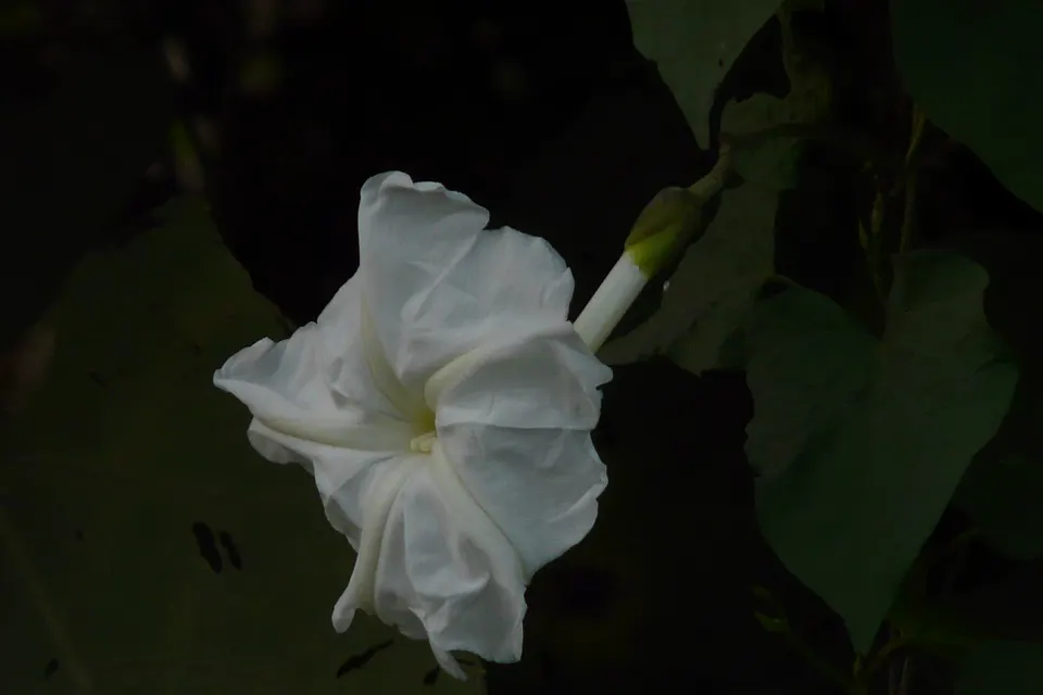Moonflower