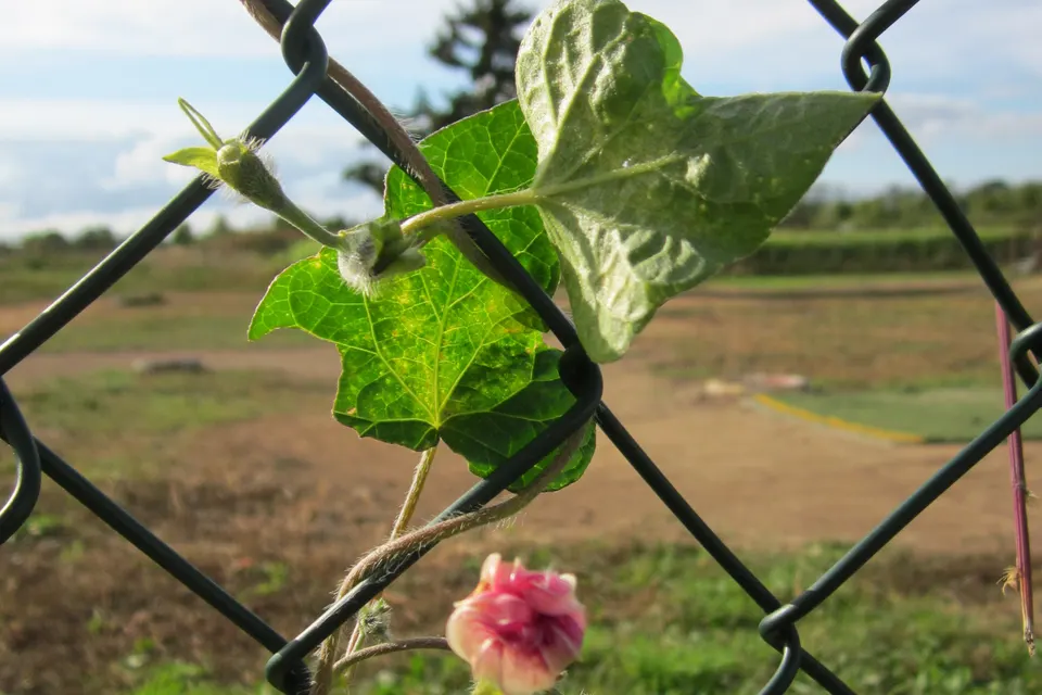 Morning Glory