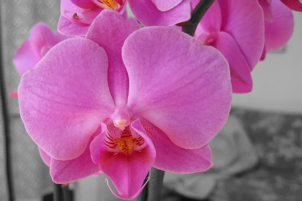 Moth Orchid
