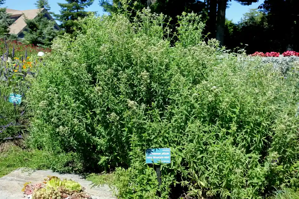 Mountain Mint