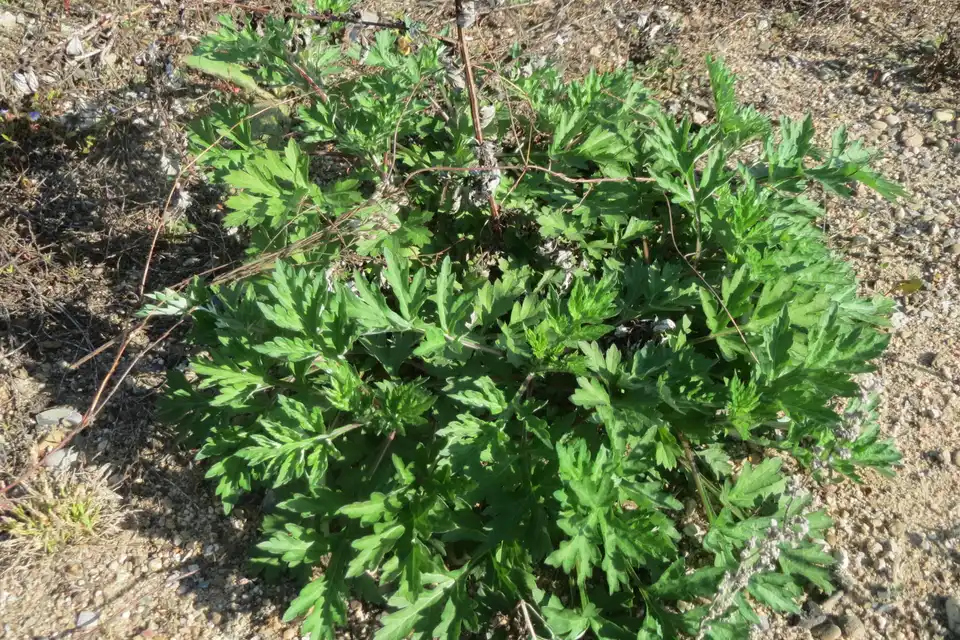 Mugwort