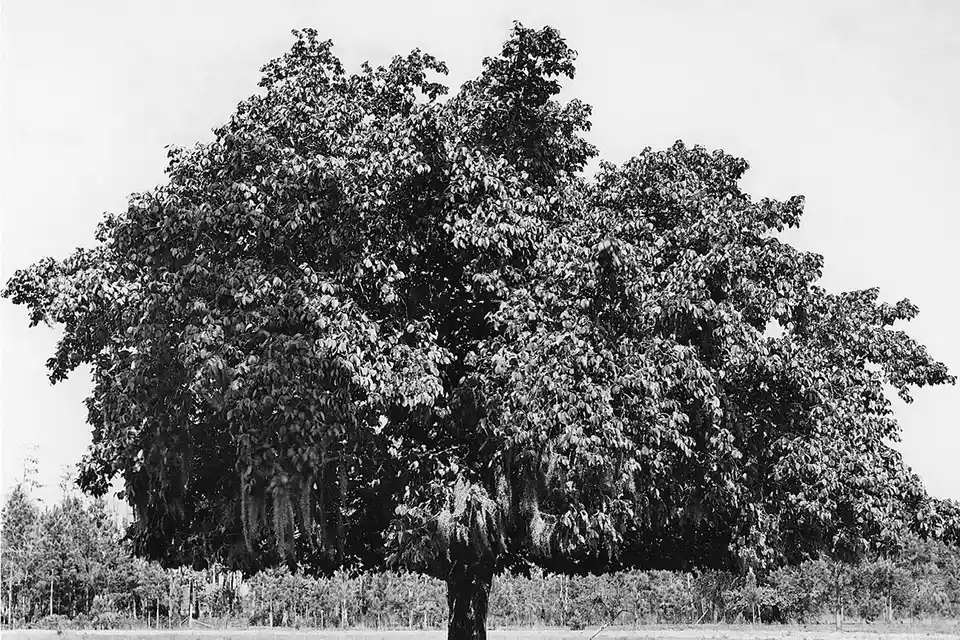 Mulberry