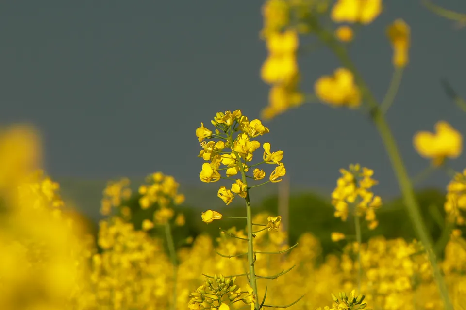 Mustard Greens