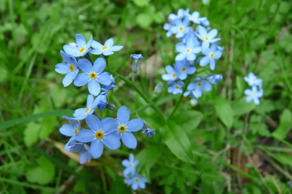 Forget-Me-Not