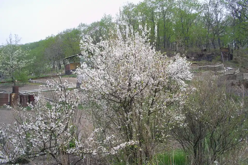 Nanking Cherry