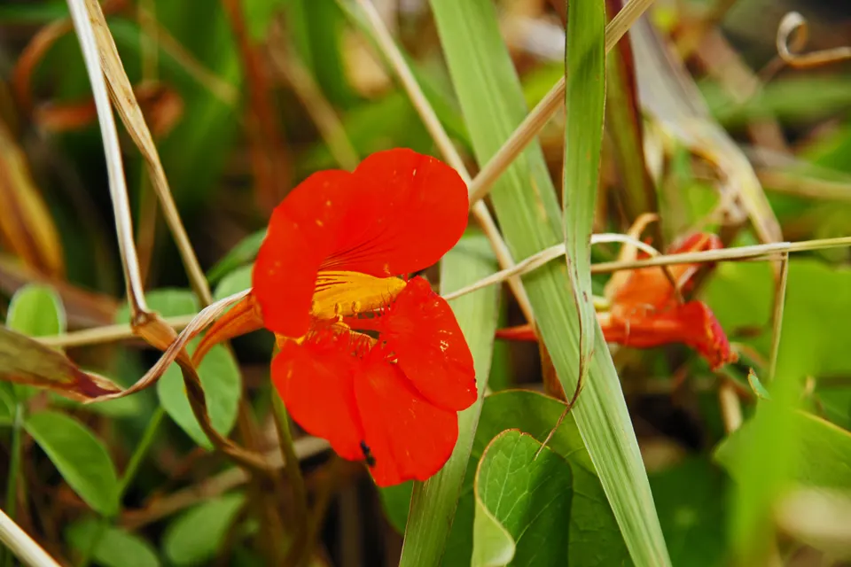 Nasturtium