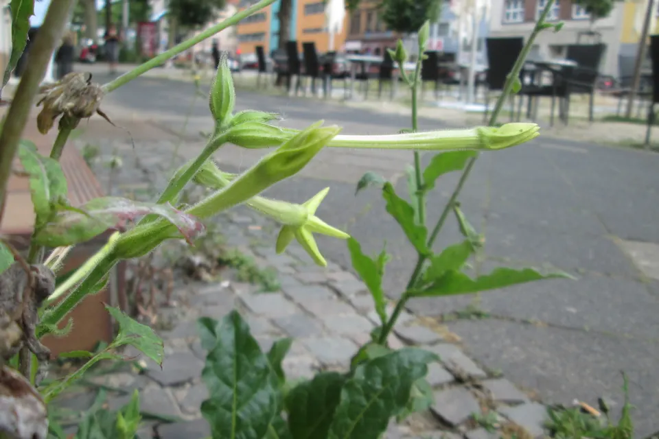 Nicotiana (Flowering Tobacco)