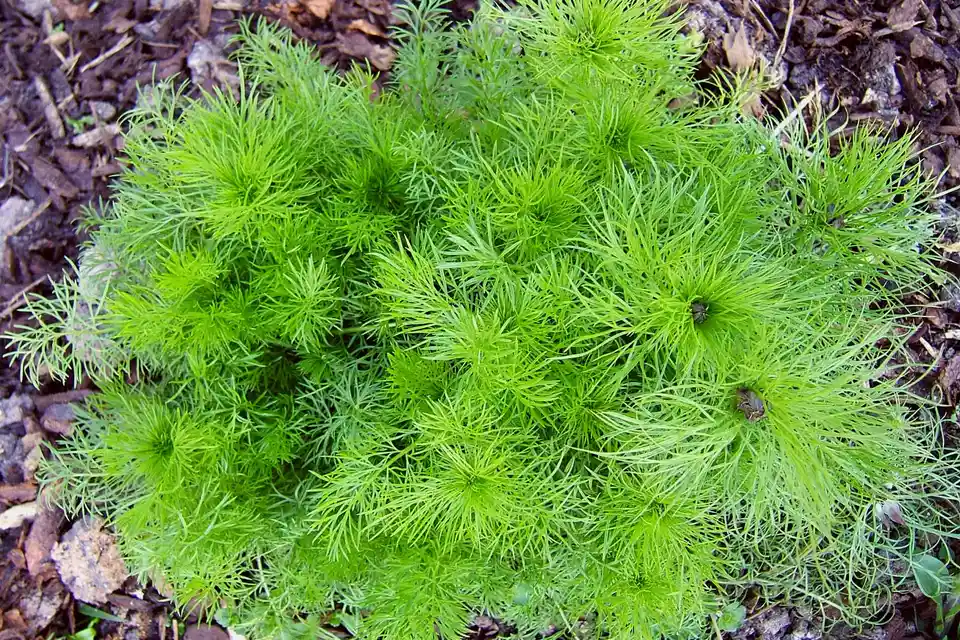 Love-in-a-Mist (Nigella)