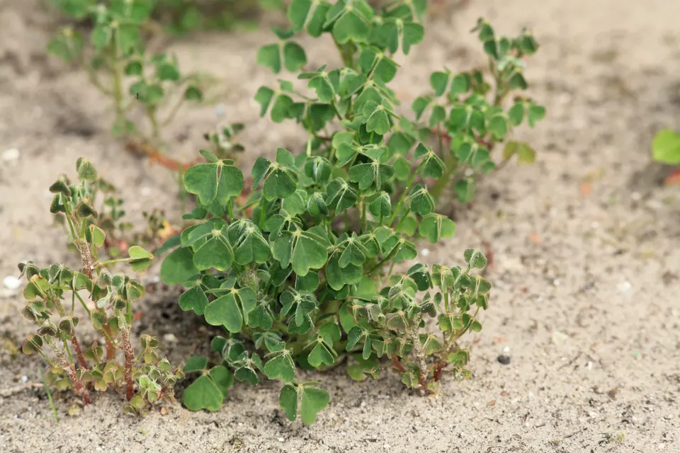 Oca