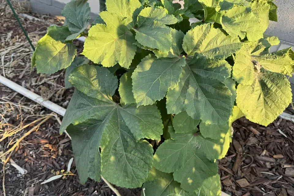 Okra
