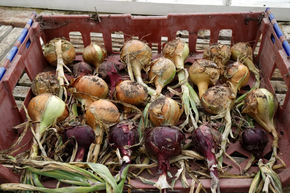 Onion