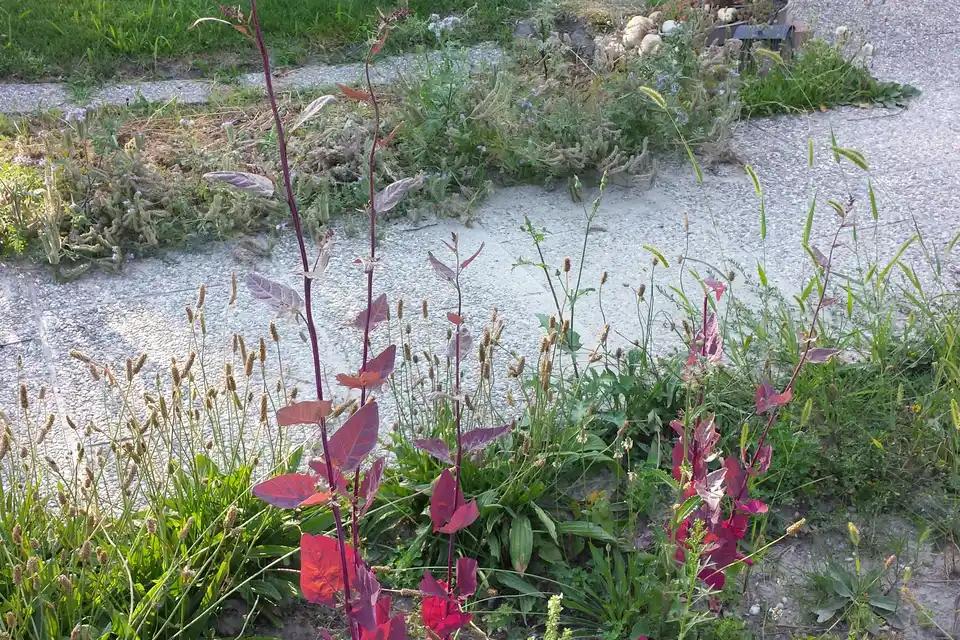 Orach (Mountain Spinach)