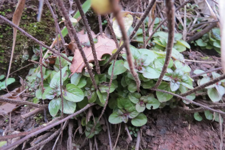 Oregano