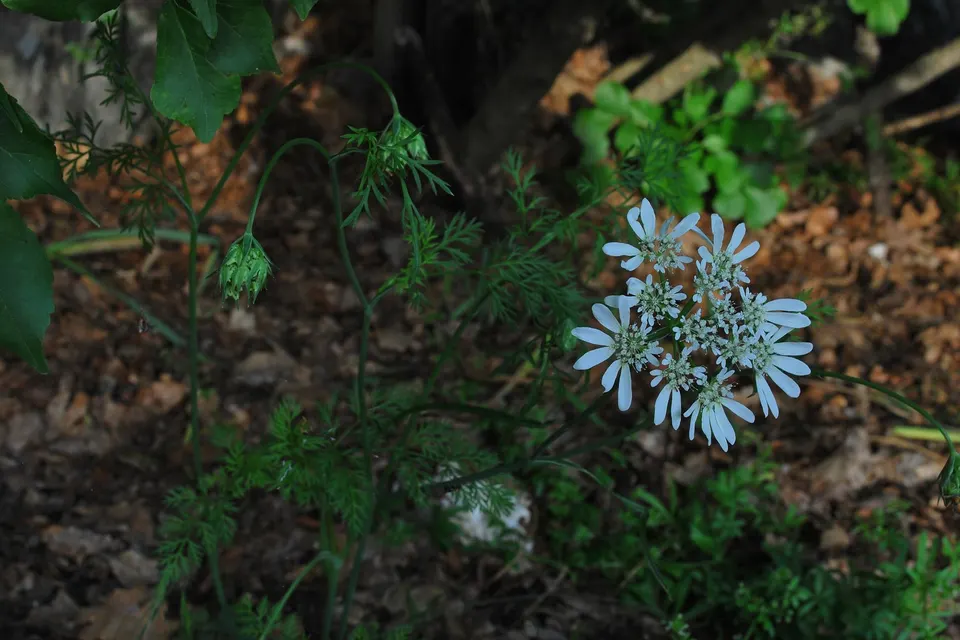 Orlaya (Laceflower)