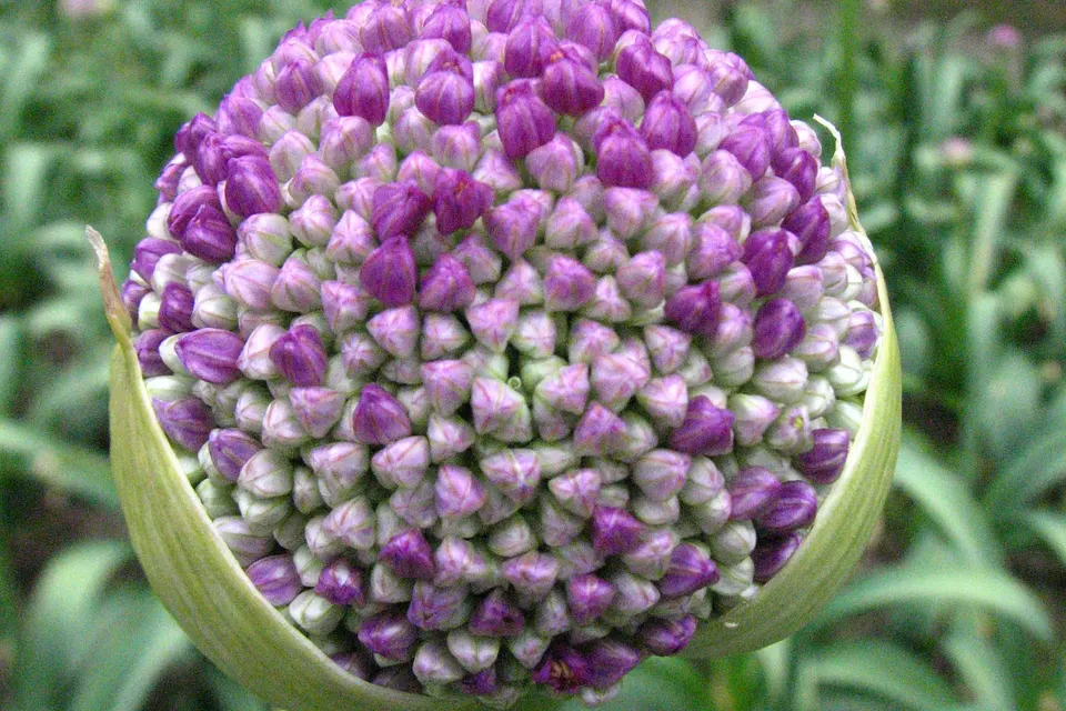 Ornamental Allium