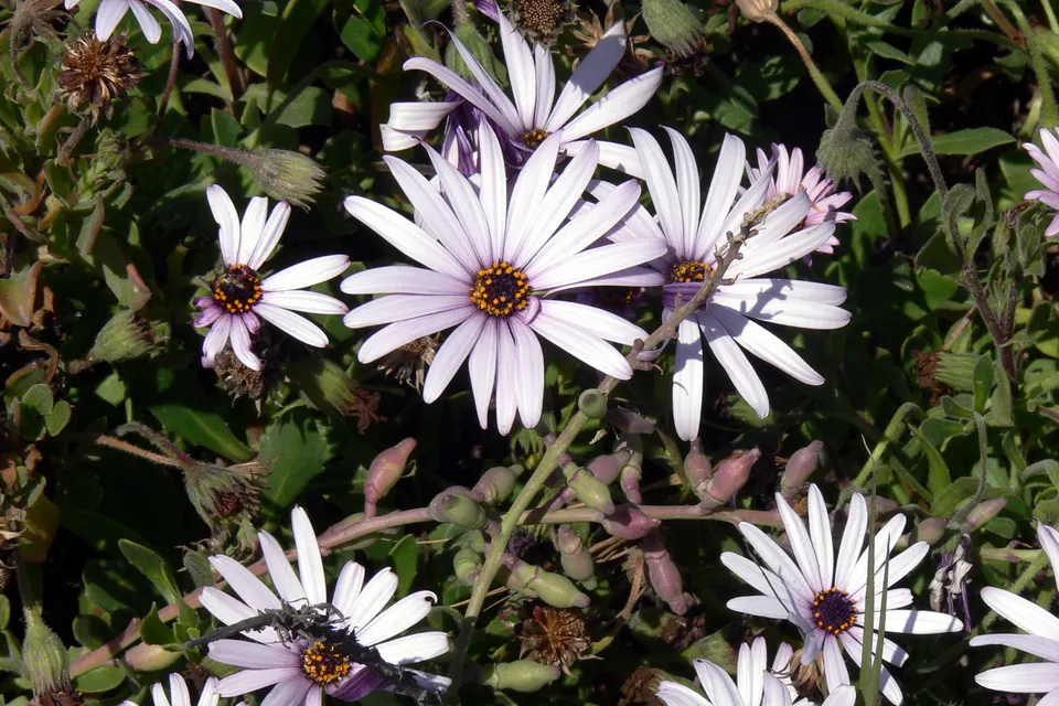 Osteospermum