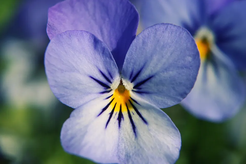 Pansy / Viola