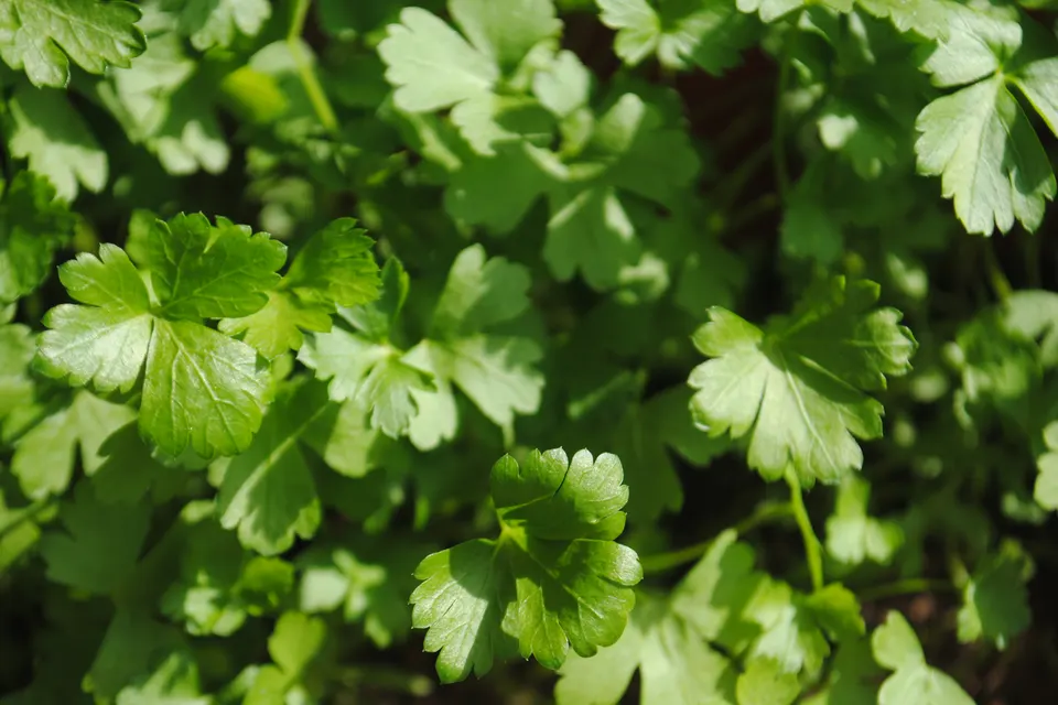 Parsley