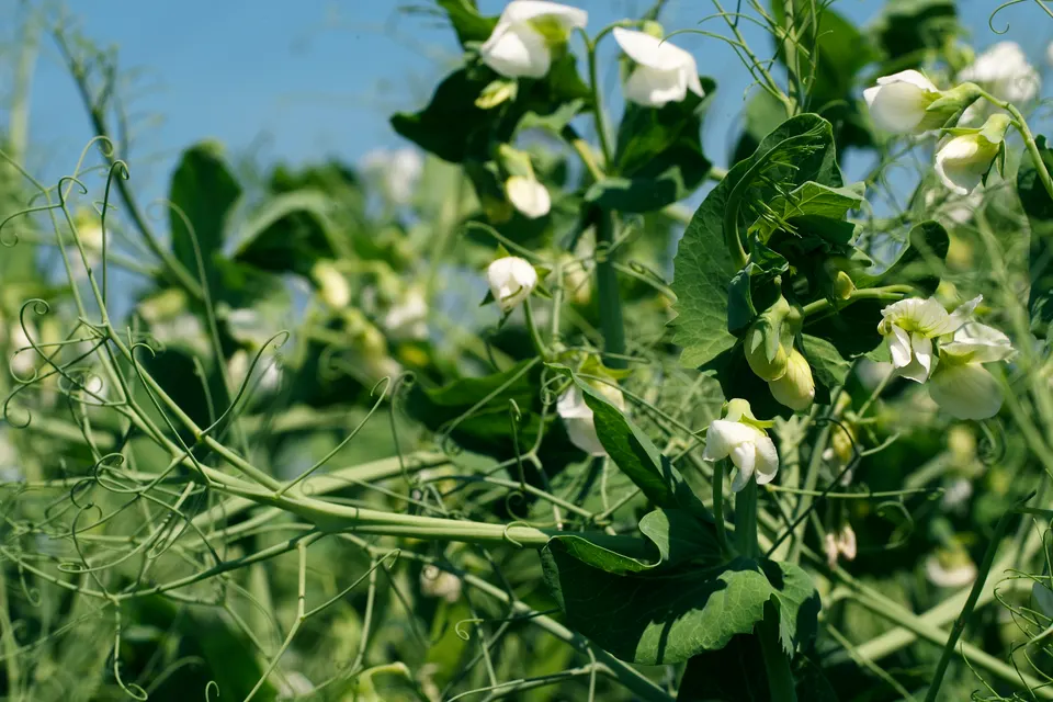 Pea