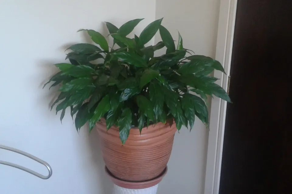 Peace Lily