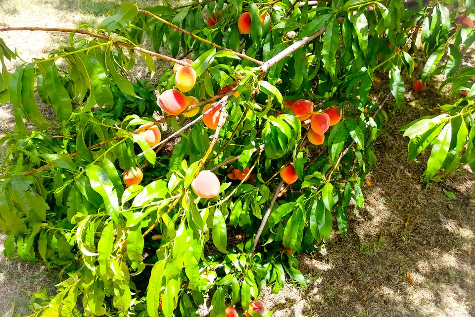Peach