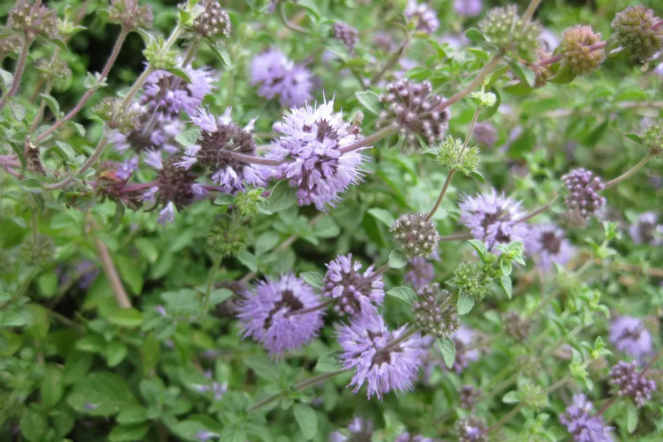 Pennyroyal
