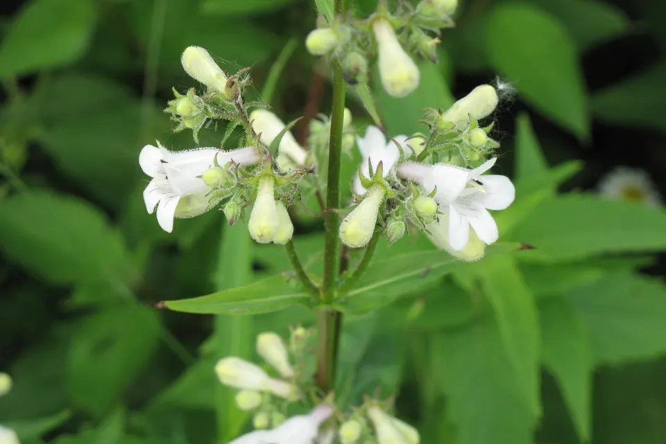 Penstemon (Beardtongue)