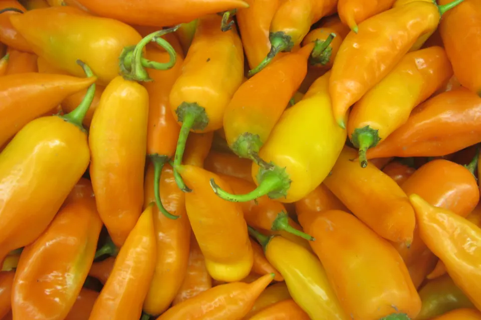 Aji Amarillo Pepper