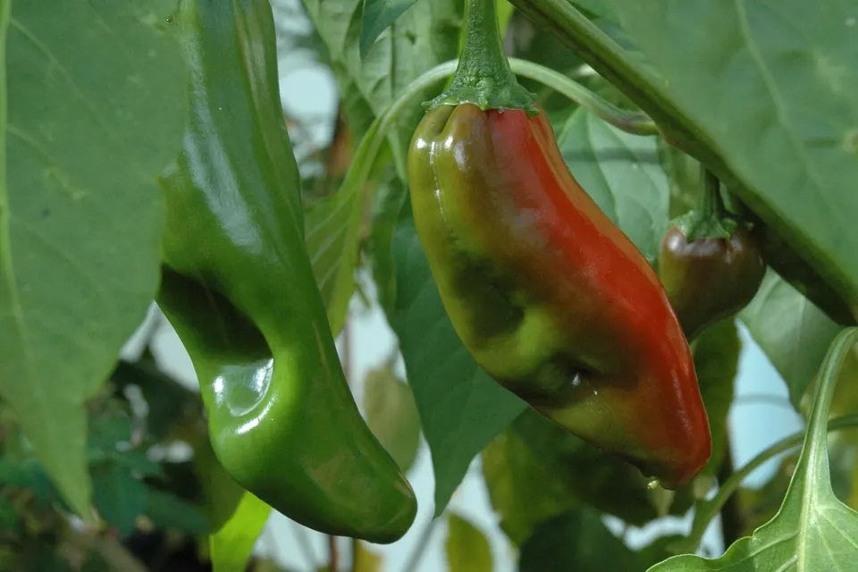 Anaheim Pepper (New Mexico, Hatch)