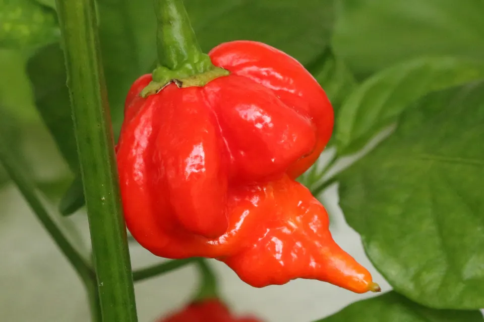Trinidad Scorpion Butch T Pepper