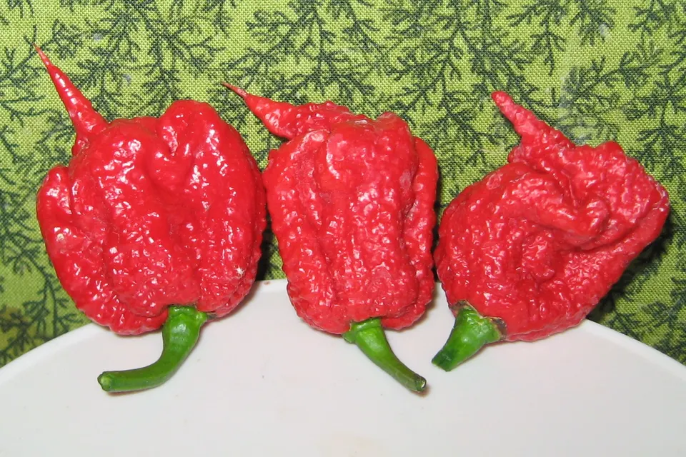 Carolina Reaper Pepper
