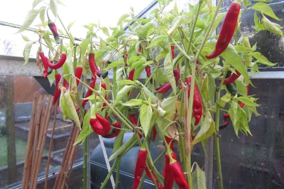 Cayenne Pepper